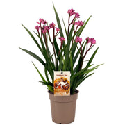 Anigozanthos Beauty Pink - Kangaroo Paw 12/40 Plants Almost Paradise Berlin